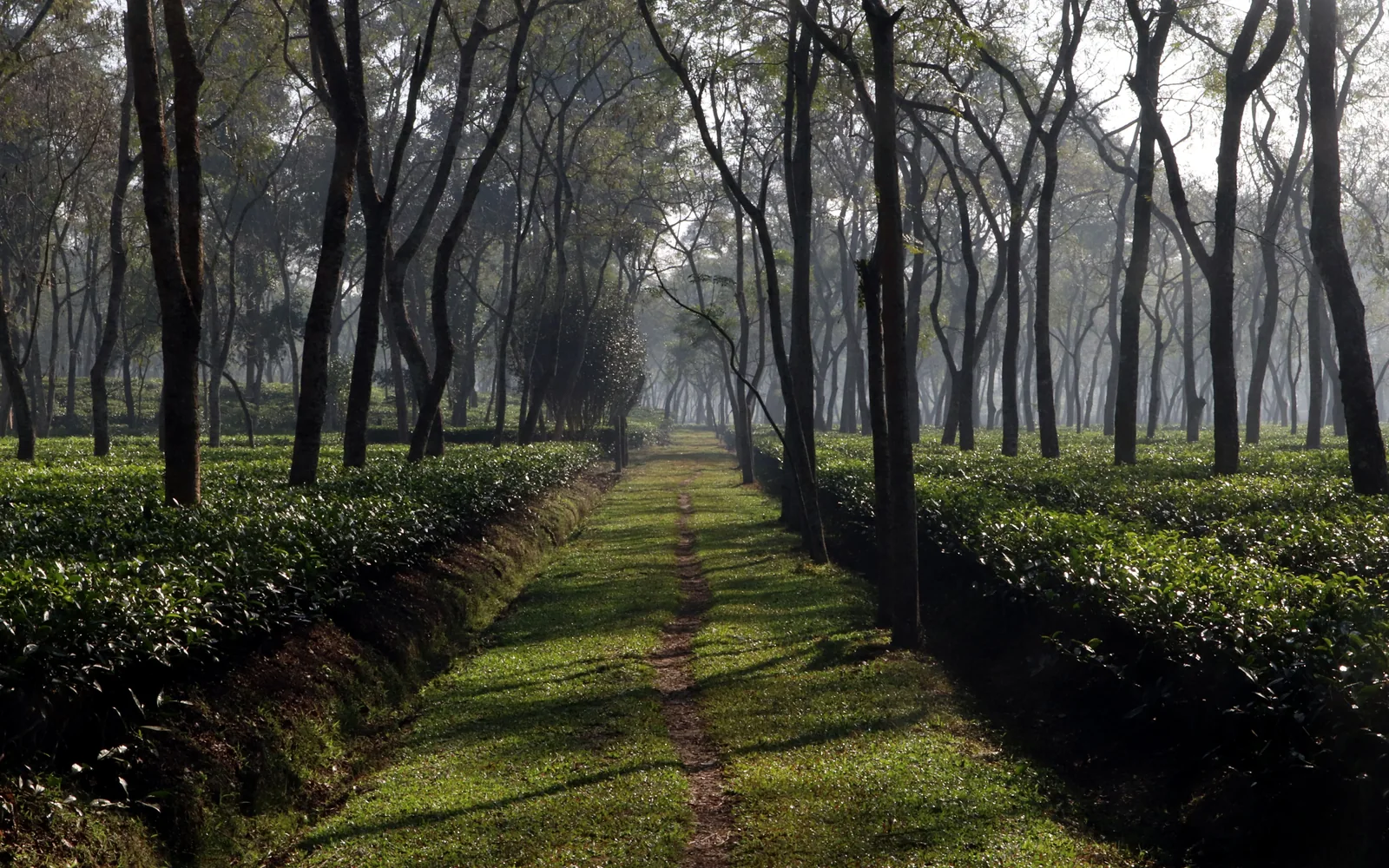 Munnar Tour Package